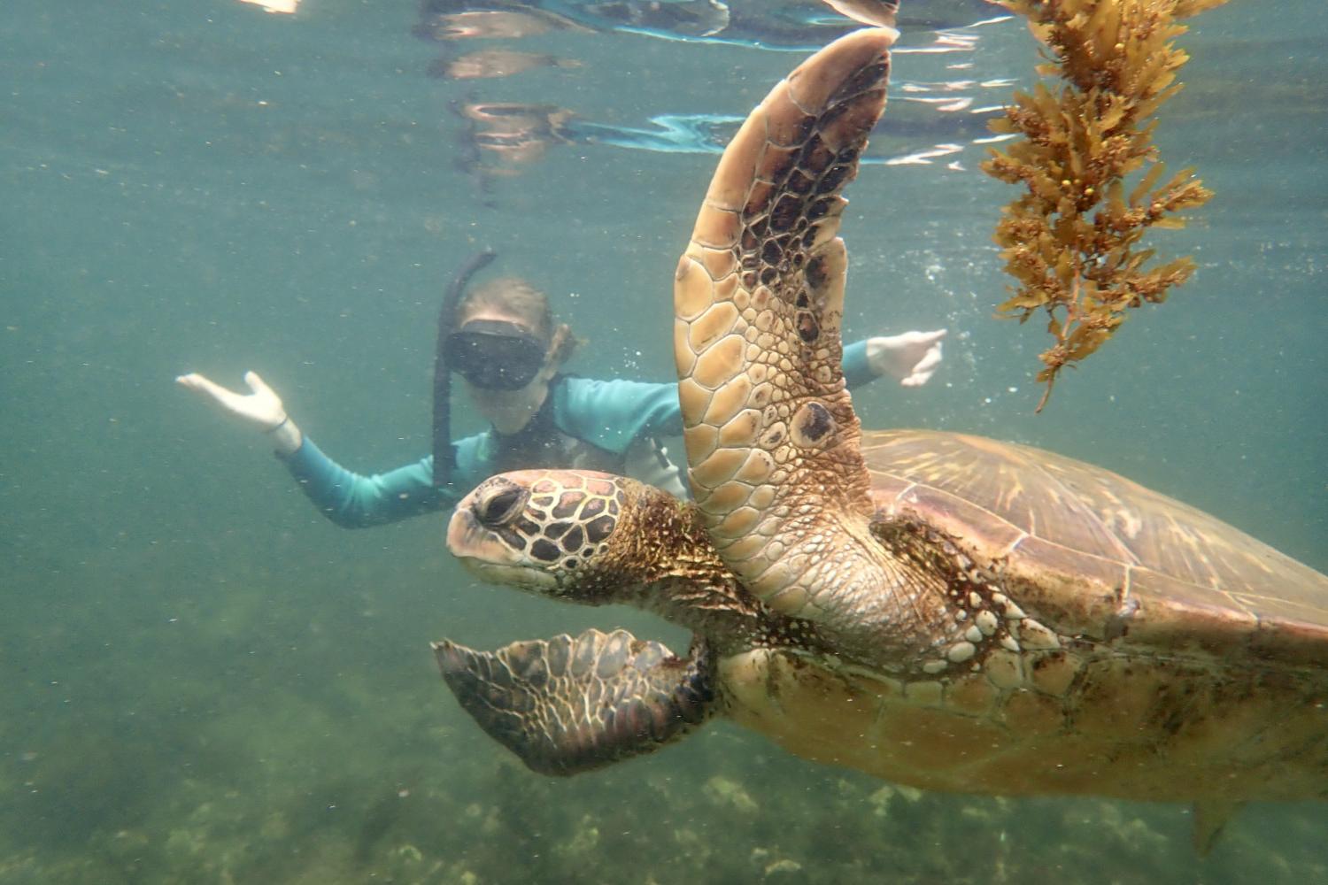 一名<a href='http://fbw.web-sitemap.alfakare.com'>博彩网址大全</a>学生在Galápagos群岛游学途中与一只巨龟游泳.